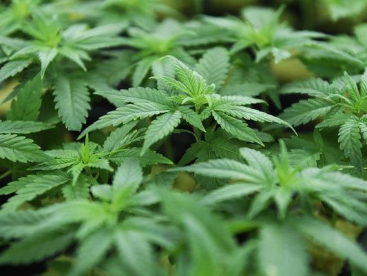 Die Polizei stellte in der Wohnung des Mannes eine Cannabisaufzucht sicher. Die Polizei stellte in der Wohnung des Mannes eine Cannabisaufzucht sicher.