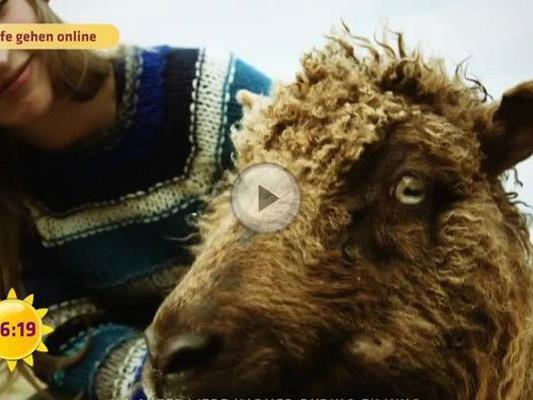 Auf den Färöer-Inseln erkunden Schafe mit einer 360°-Kamera die Landschaft.