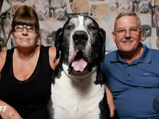 Zwei Meter misst der größte Hund der Welt.