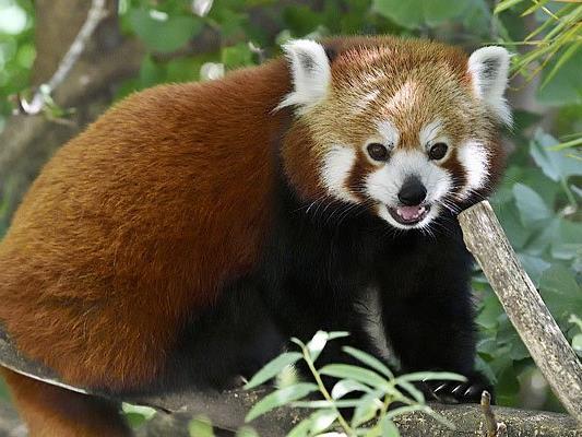 Das Rote Panda-Weibchen Mahalia im Tiergarten Schönbrunn