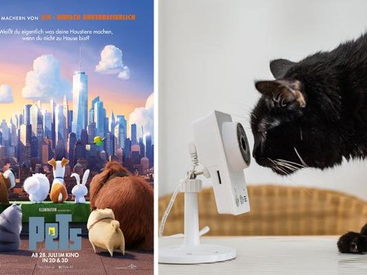 Der Animationsfilm "Pets" zeigt, was Haustiere allein daheim treiben