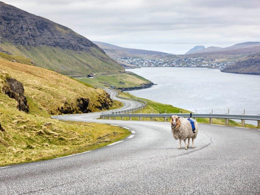 Sheep View statt Street View in Schottland
