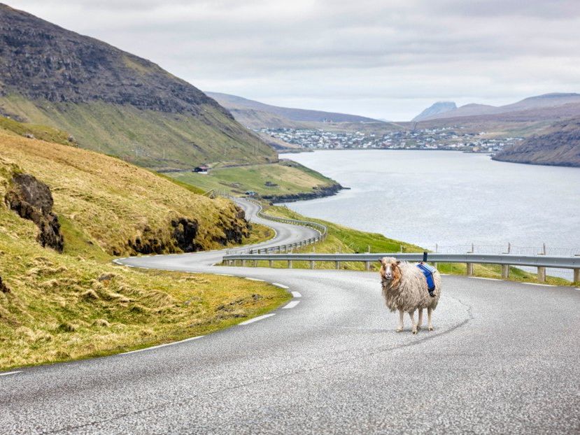 Sheep View statt Street View in Schottland Sheep View statt Street View in Schottland