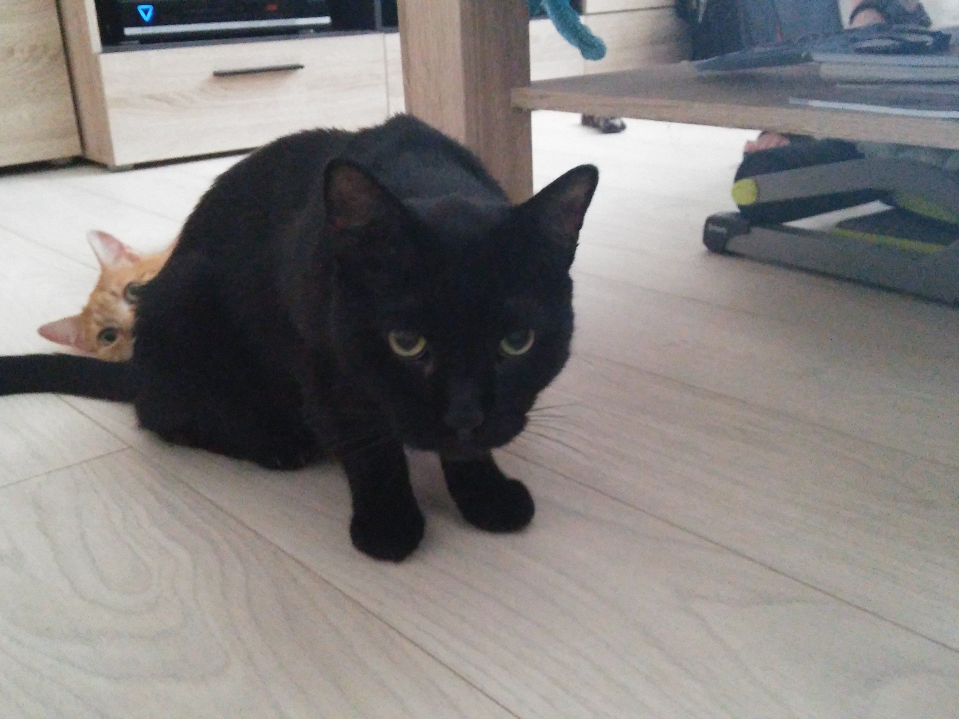 Immer unter Strom stand Kater Salem Immer unter Strom stand Kater Salem