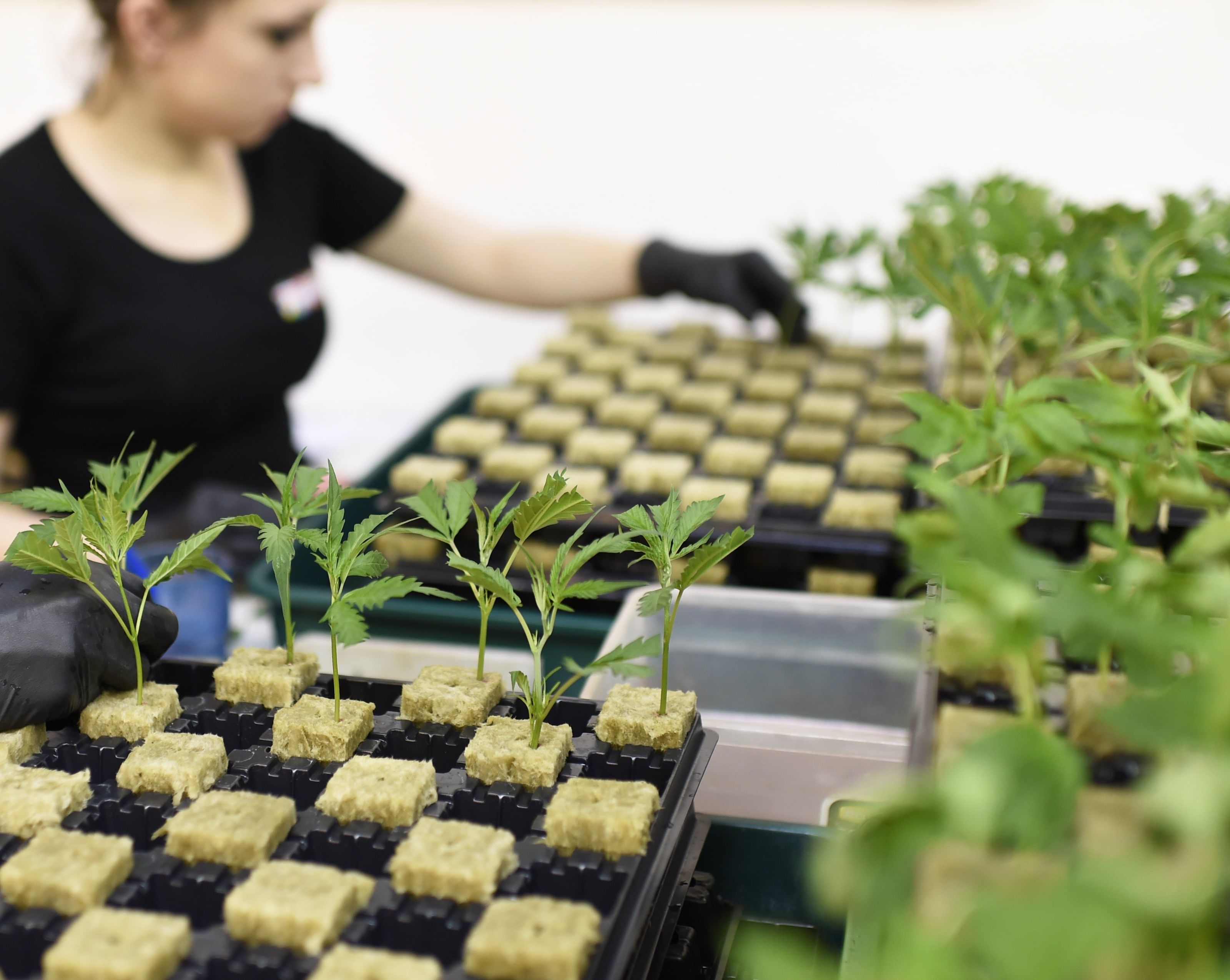 Große Mengen Marihuanas wurden geklaut Große Mengen Marihuanas wurden geklaut
