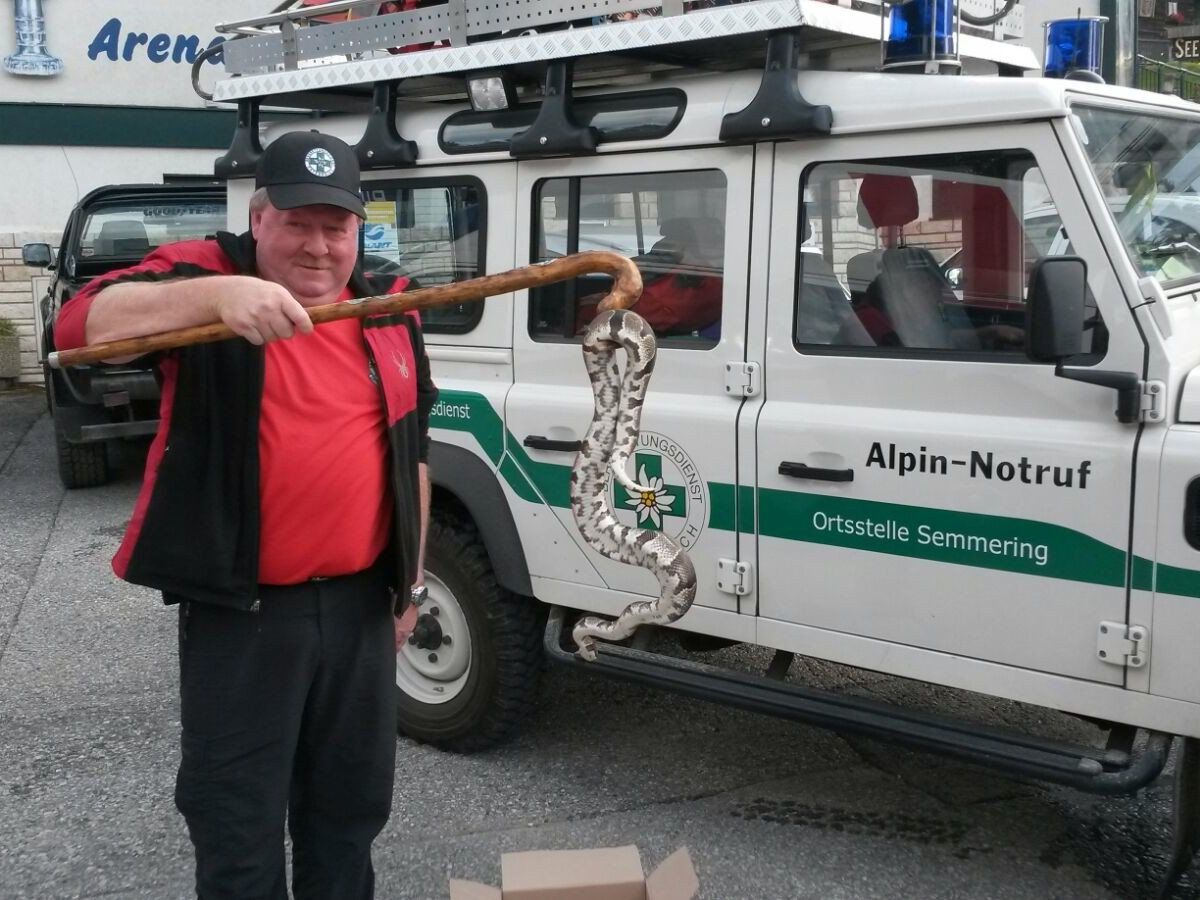 Zwei ausgesetzte Pythons wurden am Semmering eingefangen. Zwei ausgesetzte Pythons wurden am Semmering eingefangen.