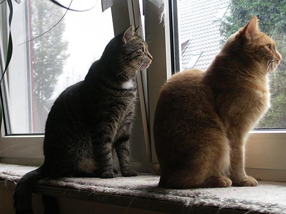 Kippfenster können für Katzen zur Todesfalle werden