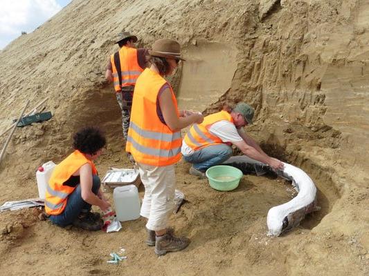 Das Paläontologen-Team des Naturhistorischen Museums Wien bei der Bergung eines der Stoßzähne