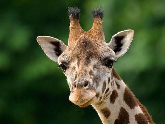 Die Schönbrunner Giraffen erhalten in Kürze eine neue Bleibe Die Schönbrunner Giraffen erhalten in Kürze eine neue Bleibe
