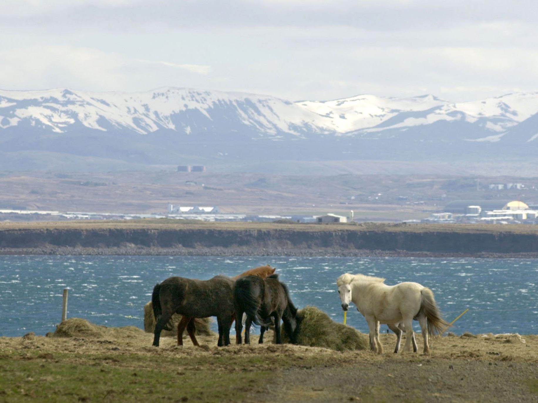 Island, das Land der Vulkane, Ponys .. und Elfen!