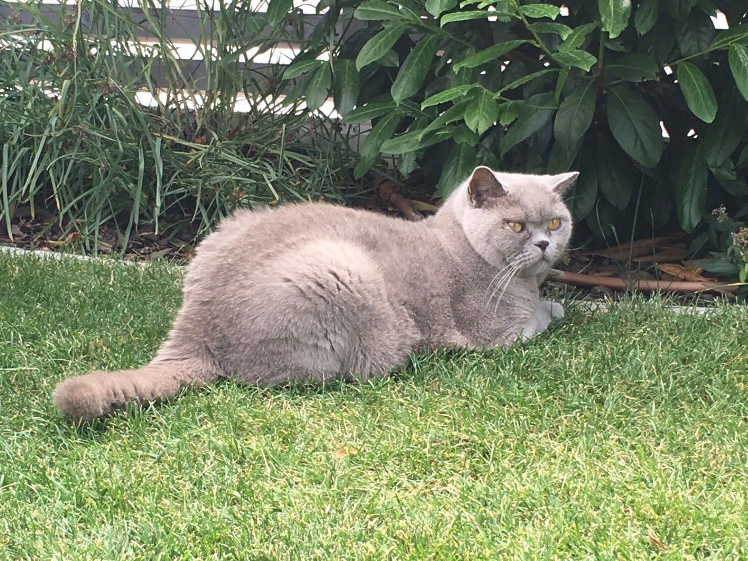 Kater Maxi in seinem gar nicht einmal so geliebten Garten