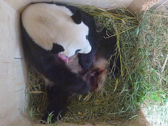 Der neu geborene Panda ist noch winzig klein und rosa
