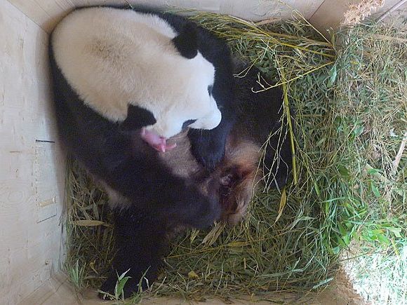 Der neu geborene Panda ist noch winzig klein und rosa Der neu geborene Panda ist noch winzig klein und rosa