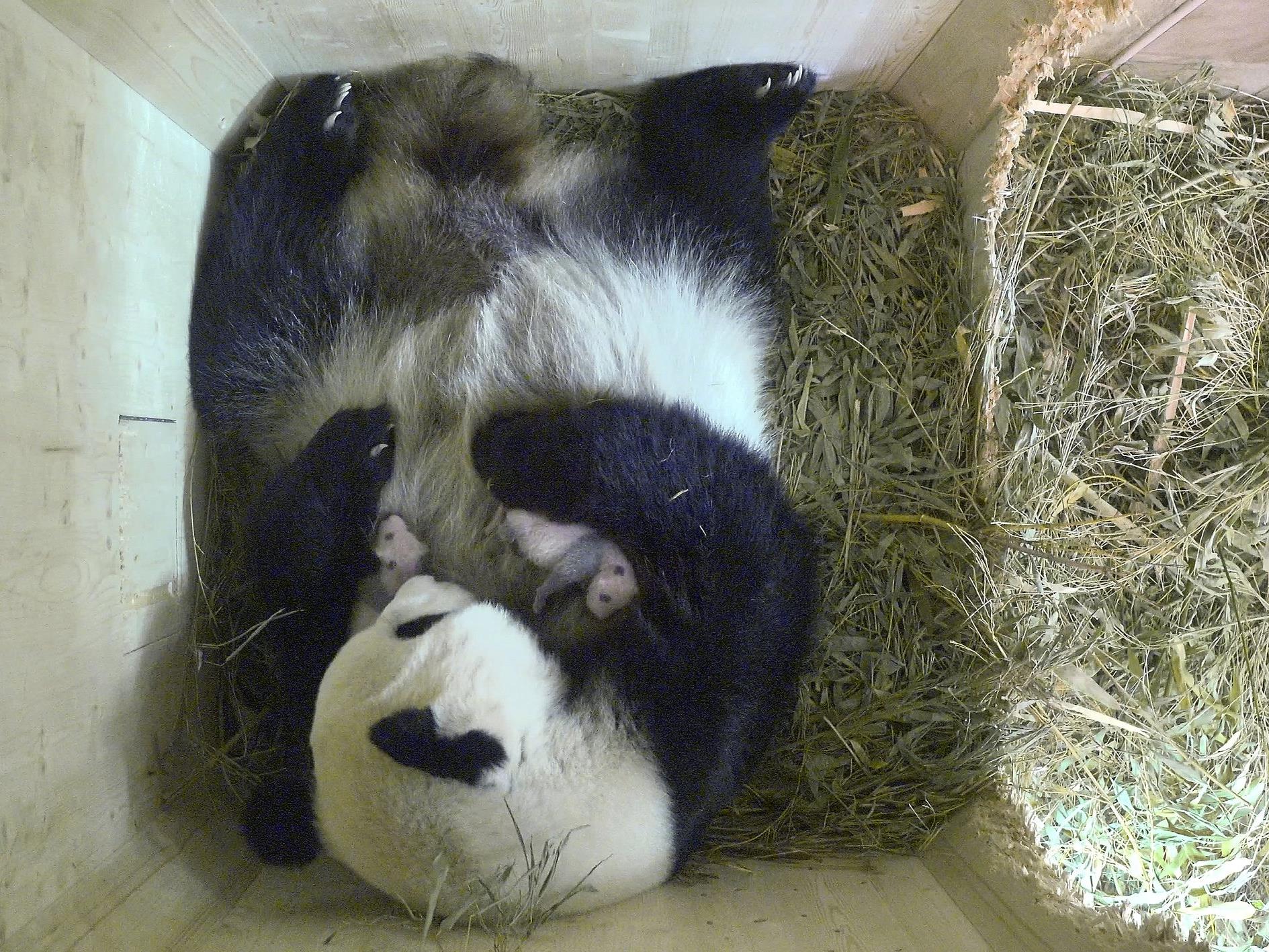 Die kleinen Pandababys im Tiergarten Schönbrunn bekommen bereits Fell.