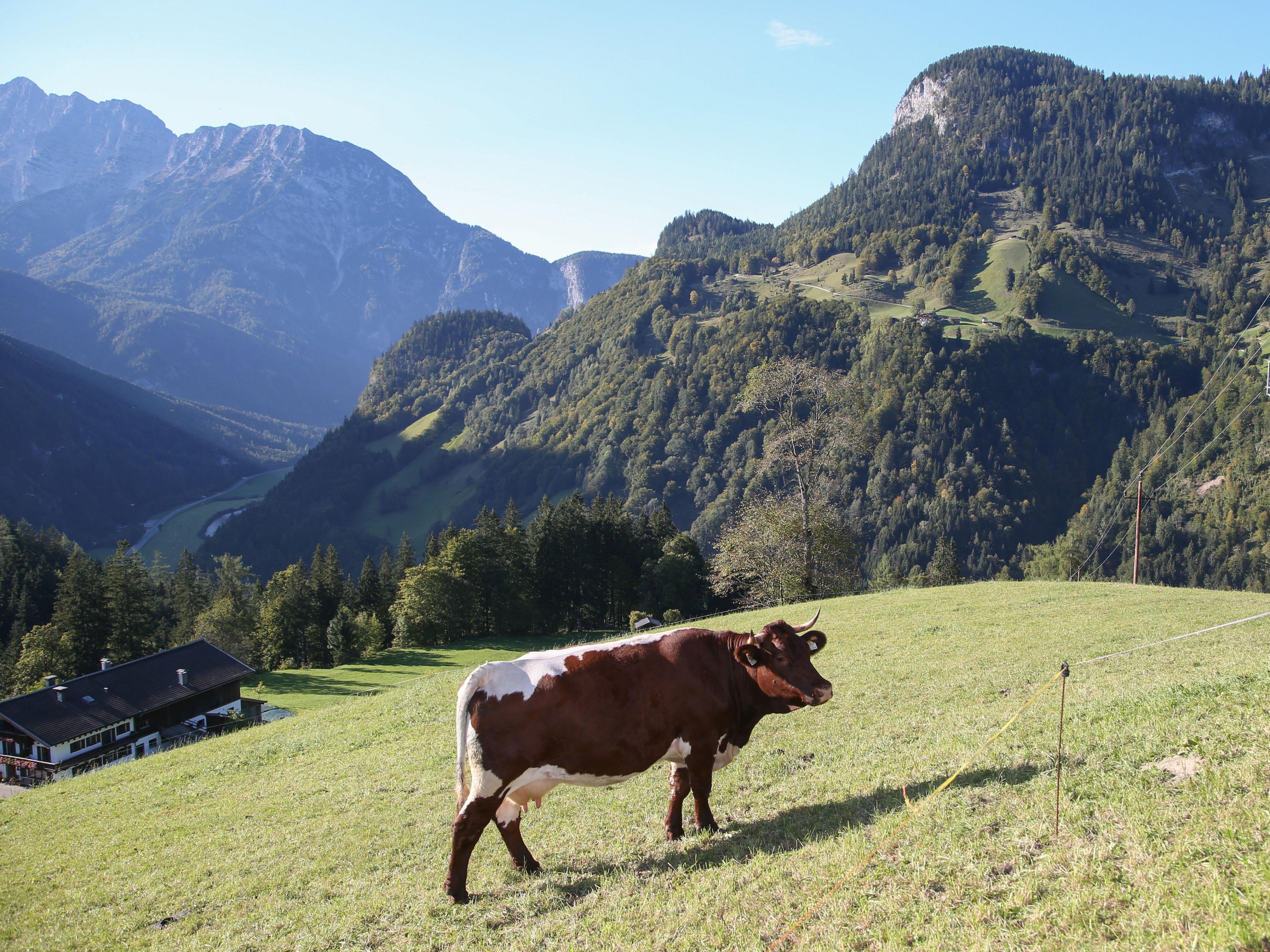 Die Almenlandschaft im Pinzgau zieht besonders viele Urlauber an.