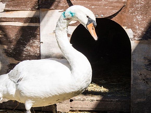 Der verletzte Schwan ist nach der OP wieder wohlauf