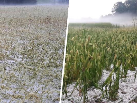 Schwere Unwetter verursachten einen enormen Schaden für die Landwirtschaft.