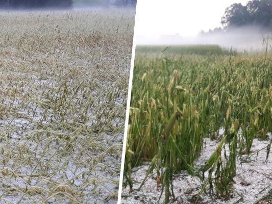 Schwere Unwetter verursachten einen enormen Schaden für die Landwirtschaft.