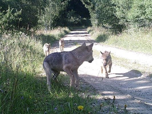 Die erste Wolfsfamilie in Österreich seit über einem Jahrhundert wurde nun gesichtet.