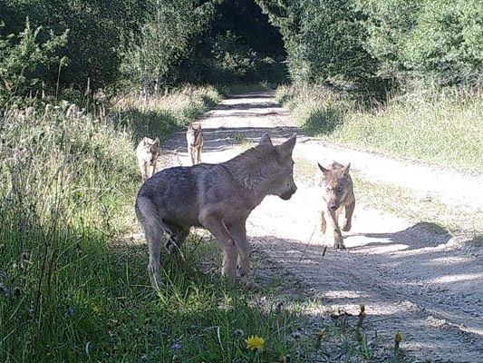 Die erste Wolfsfamilie in Österreich seit über einem Jahrhundert wurde nun gesichtet. Die erste Wolfsfamilie in Österreich seit über einem Jahrhundert wurde nun gesichtet.
