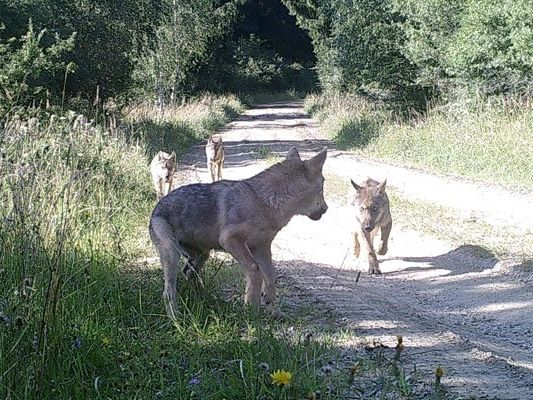 Die erste Wolfsfamilie in Österreich seit über einem Jahrhundert wurde nun gesichtet.