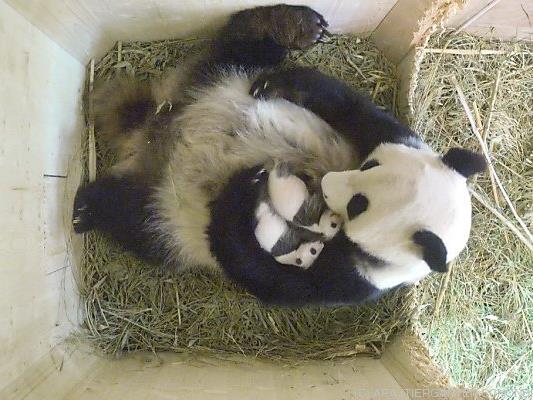 Die kleinen Pandas haben schon dicke Milchbäuche