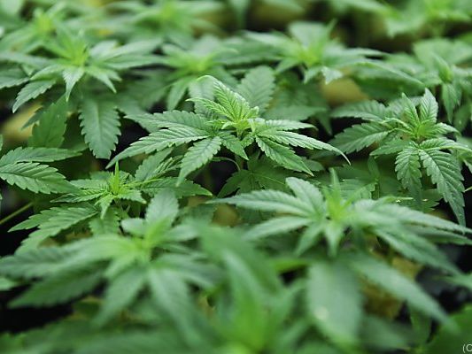 Haftstrafen für den Betrieb mehrerer Cannabis-Indoor-Plantagen Haftstrafen für den Betrieb mehrerer Cannabis-Indoor-Plantagen