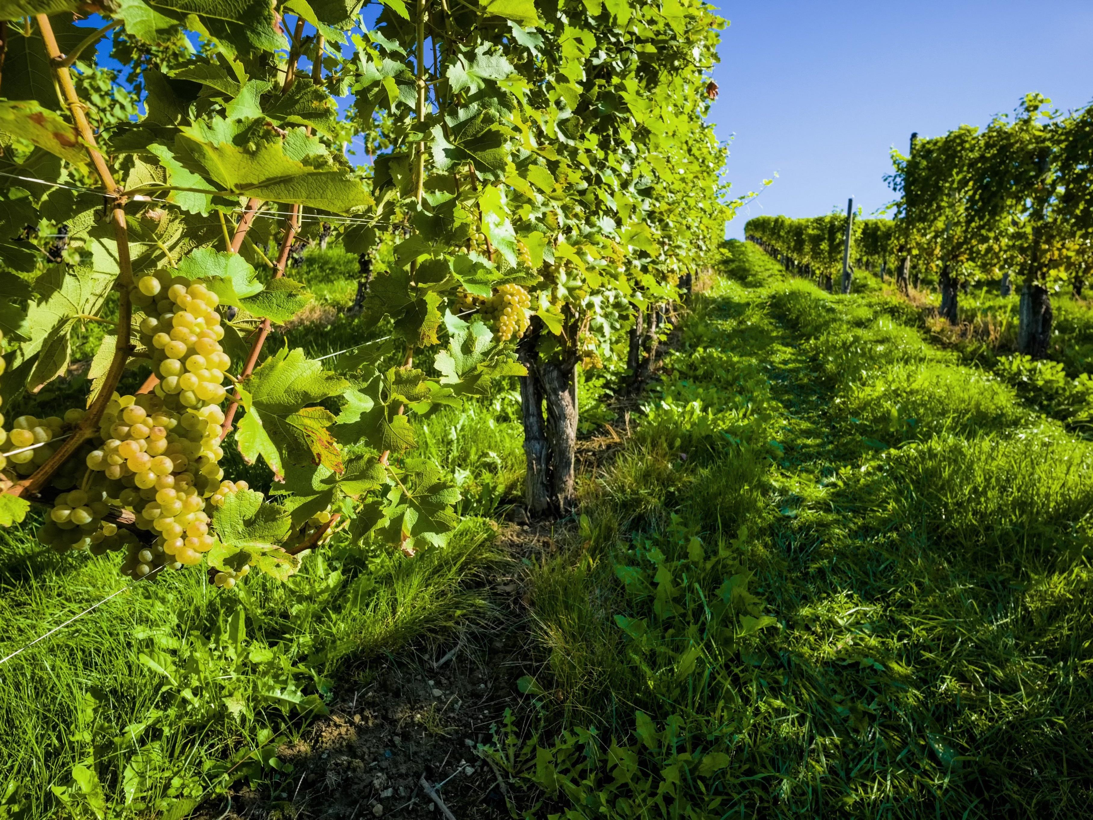 Die Weinwandertage finden Anfang Oktober in Wien statt.