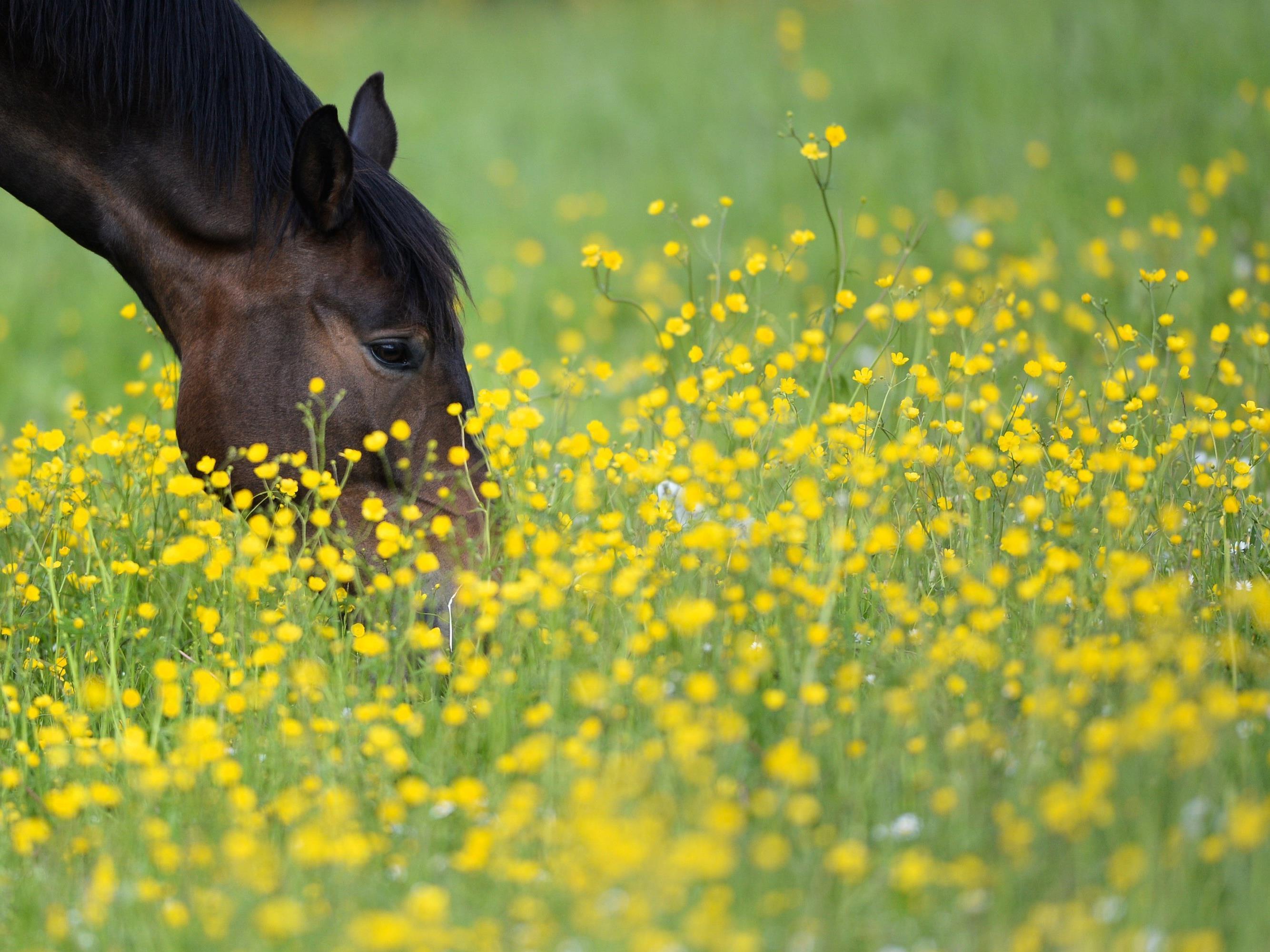 Ein Pferd aus Wien wurde mit dem West-Nil-Virus infiziert.
