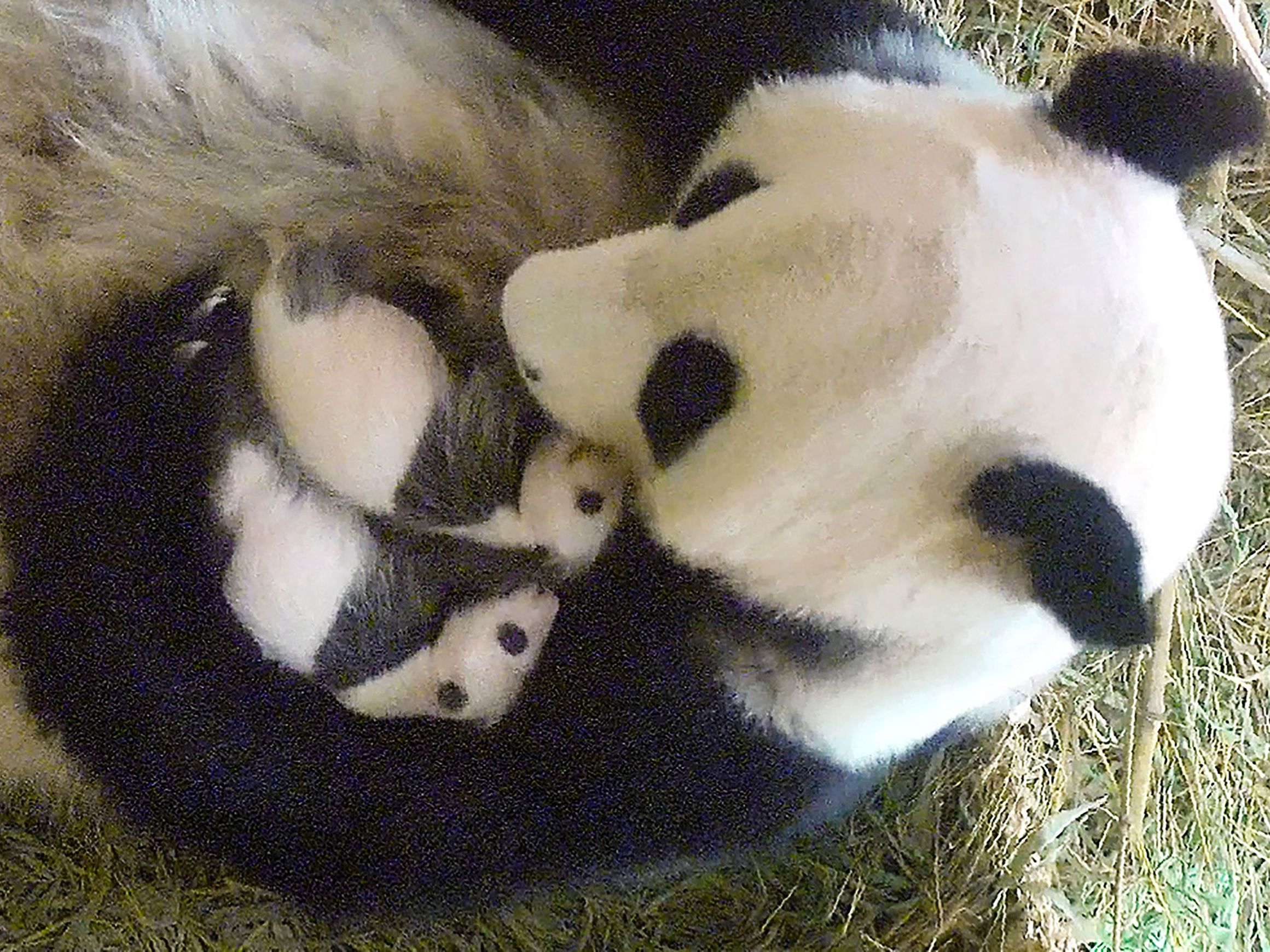 Der Panda-Nachwuchs in Schönbrunn bereitet Freude. Der Panda-Nachwuchs in Schönbrunn bereitet Freude.