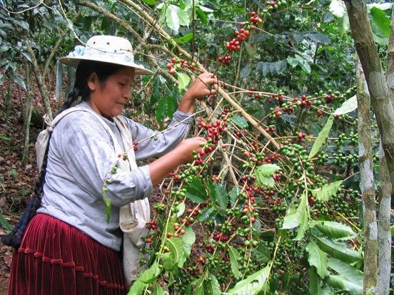 Bolivien Aprocafe: „Plantagenarbeiterin bei der Kaffee-Ernte. Bolivien Aprocafe: „Plantagenarbeiterin bei der Kaffee-Ernte.