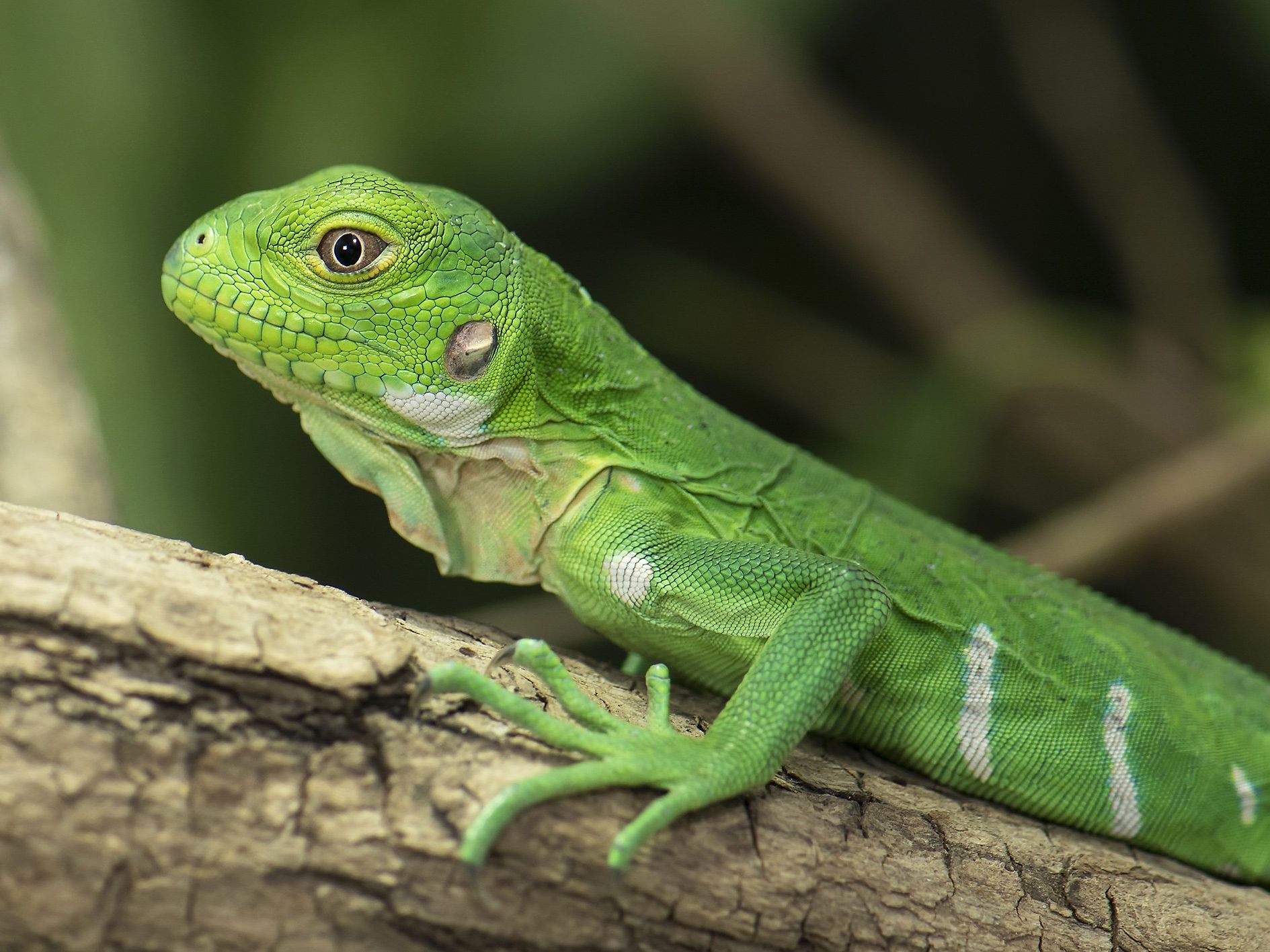 Eines der Antillenleguan-Jungtiere