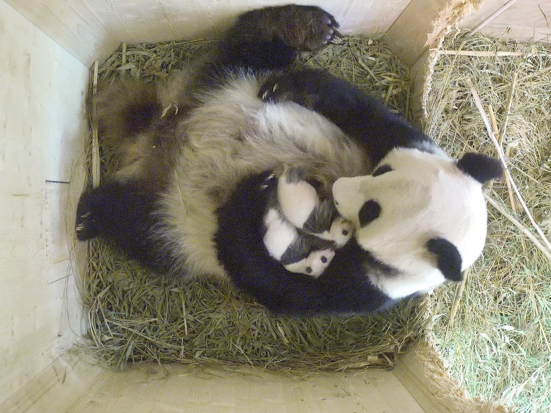 Die Panda-Babys haben bereits schwarz-weißes Fell