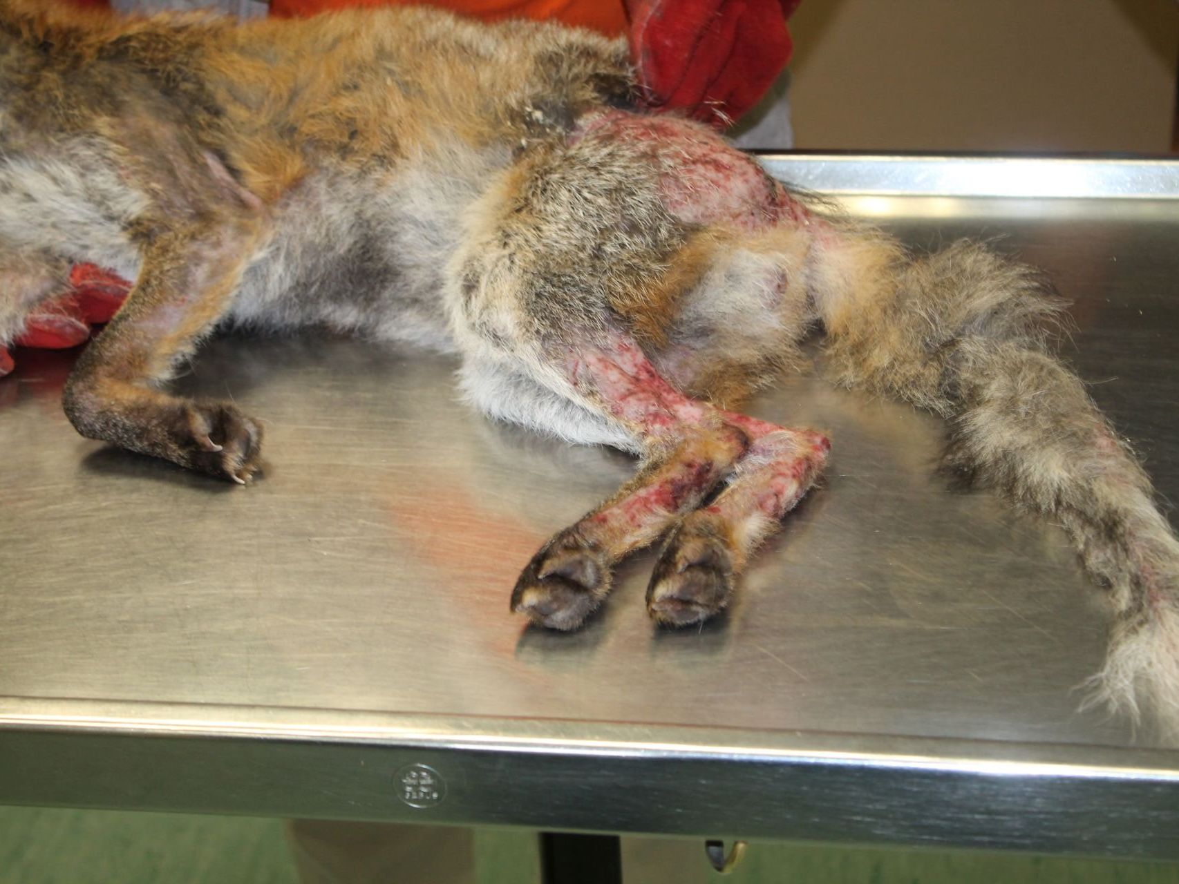 Der Fuchs hatte sich in einer Schlingenfalle verfangen Der Fuchs hatte sich in einer Schlingenfalle verfangen