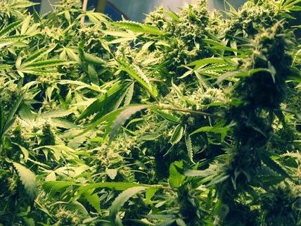 Die Beamten fanden eine Cannabis-Plantage im Keller vor. (Symbolbild)