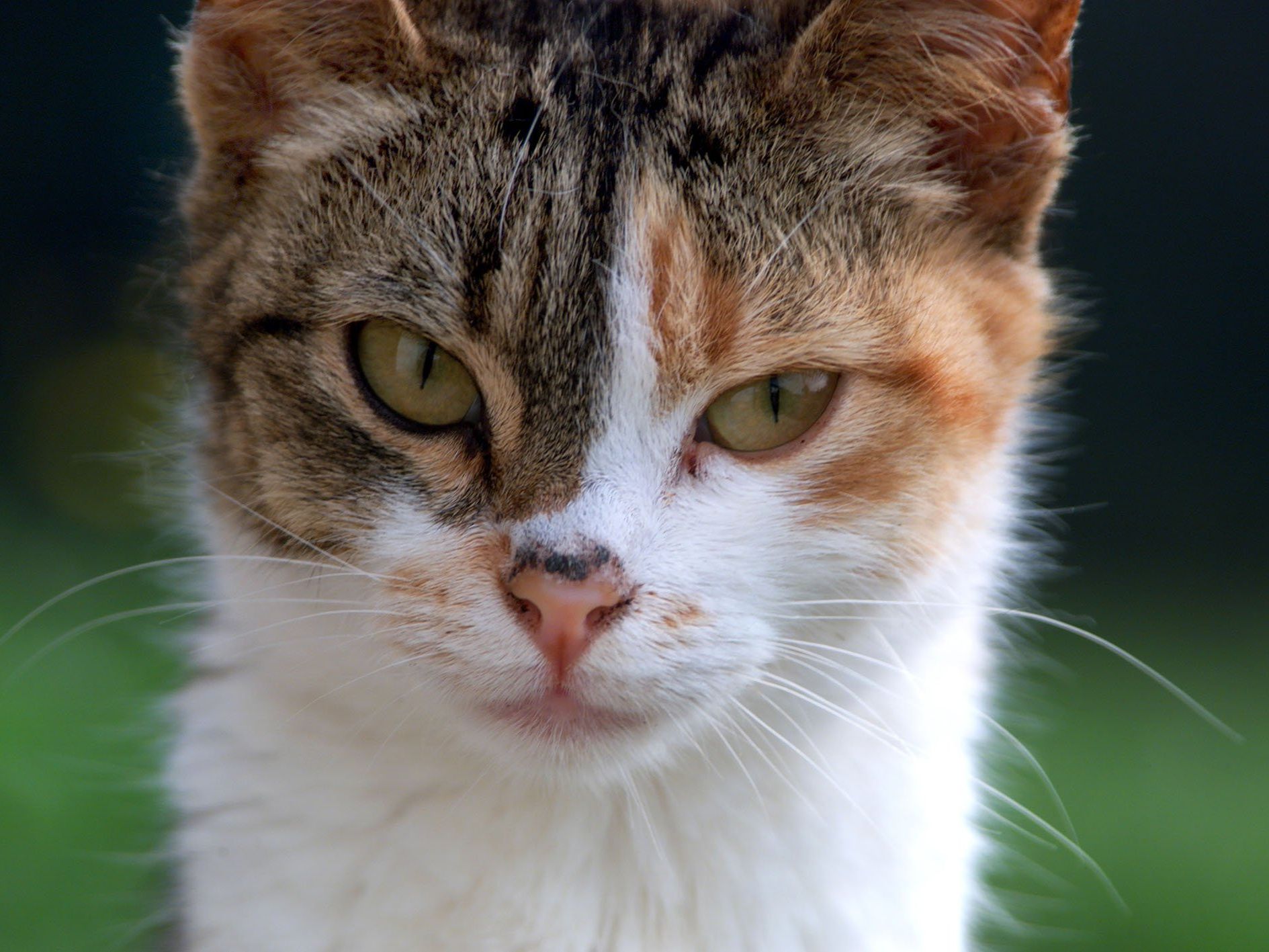 Einige Katzen haben mehr Follower auf Instagram als so manche Persönlichkeiten