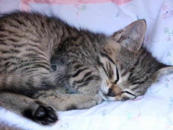 Ein unbekannter Tierquäler hat in Saalfelden eine Katze getötet. (Symbolbild)