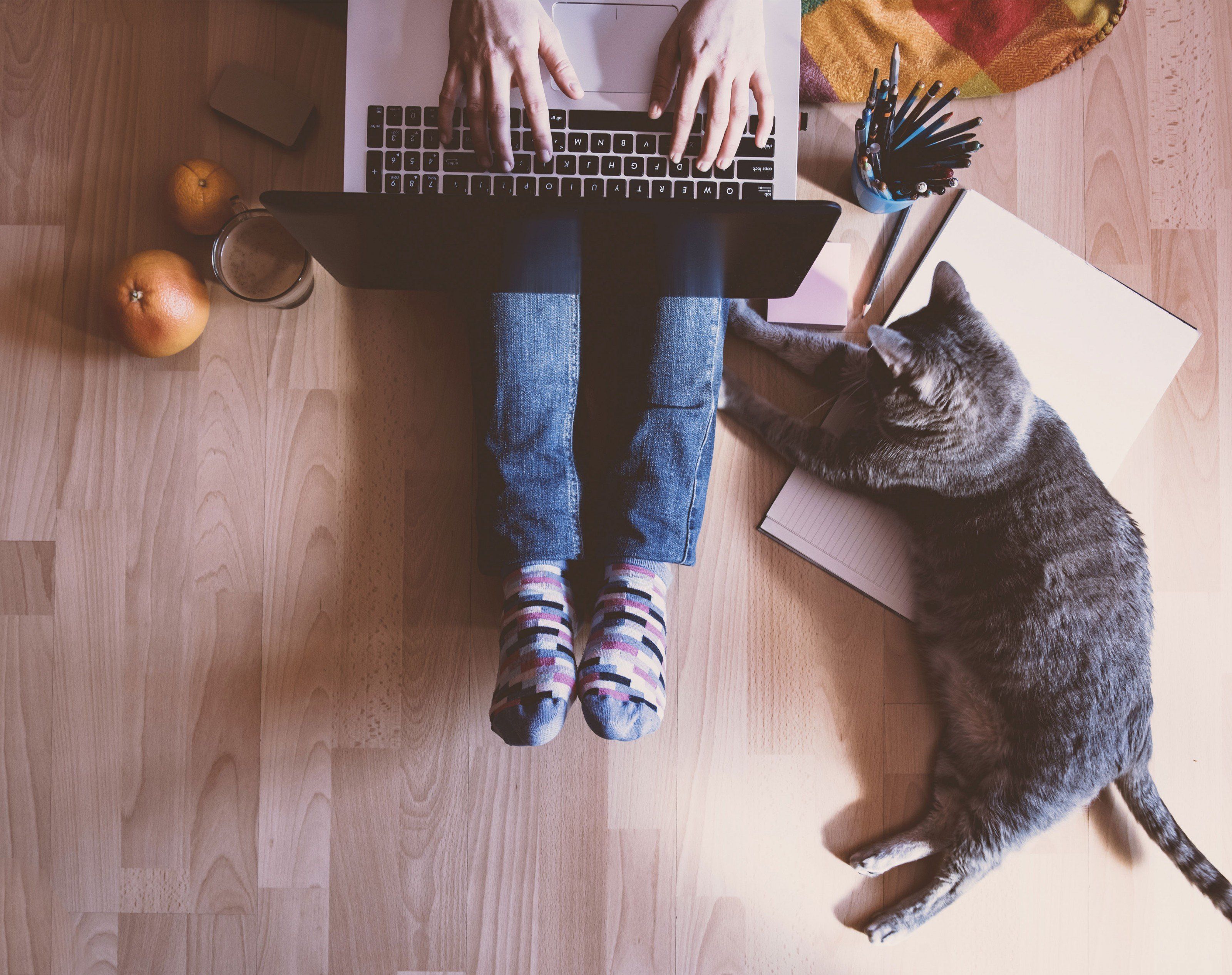 PETtogether ermöglicht das gemeinsame Kümmern um Haustiere PETtogether ermöglicht das gemeinsame Kümmern um Haustiere