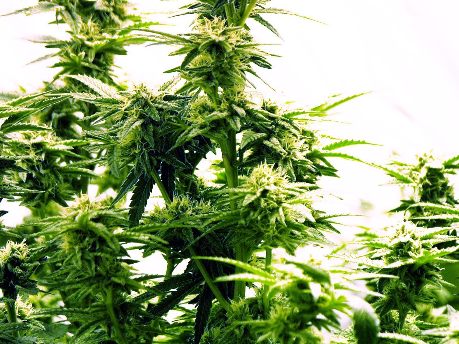 Insgesamt stellte die Polizei 42 Cannabispflanzen sicher.