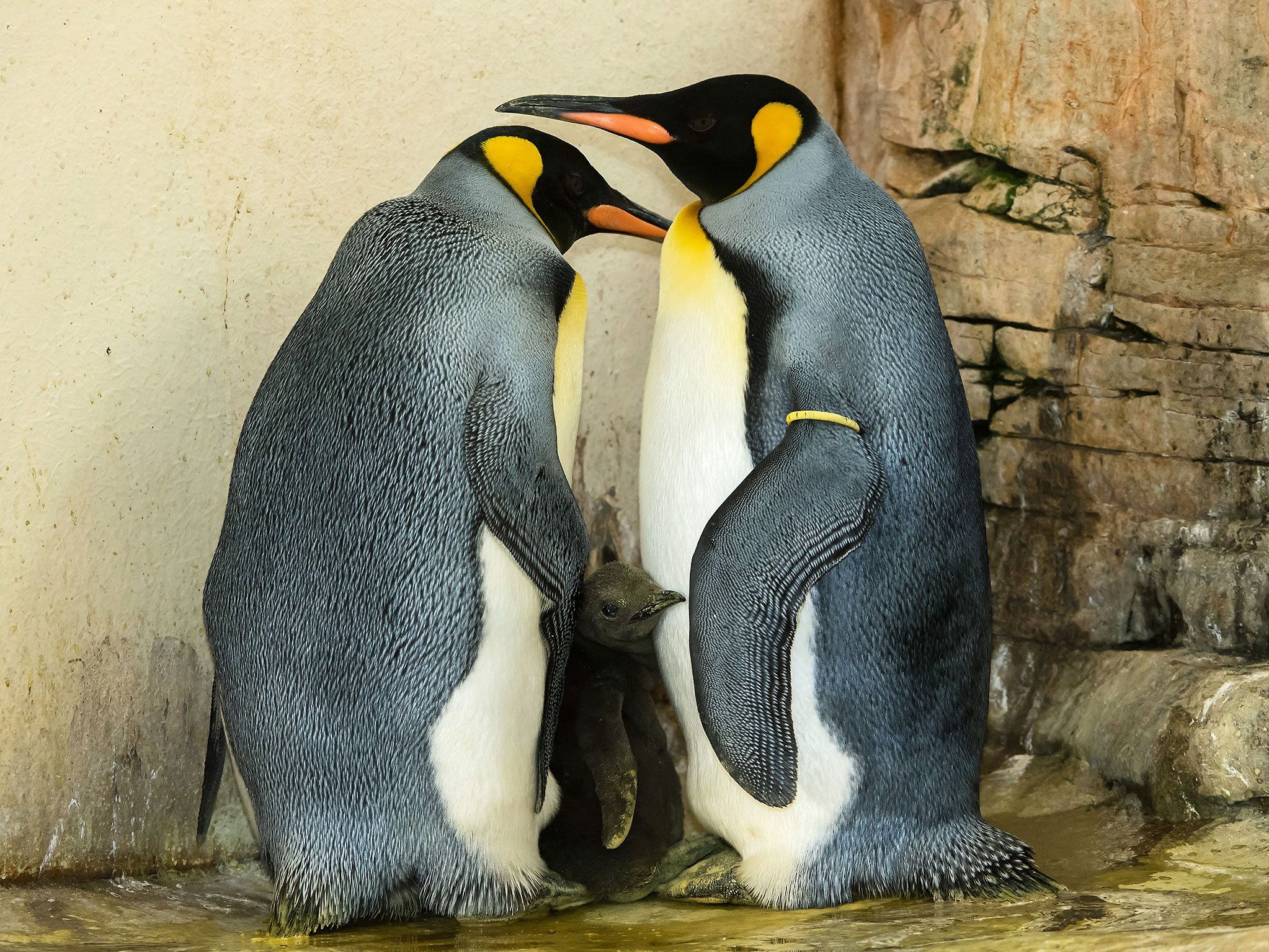 Bisher hatte sich der kleine Pinguin in Bauchfalte der Eltern versteckt Bisher hatte sich der kleine Pinguin in Bauchfalte der Eltern versteckt