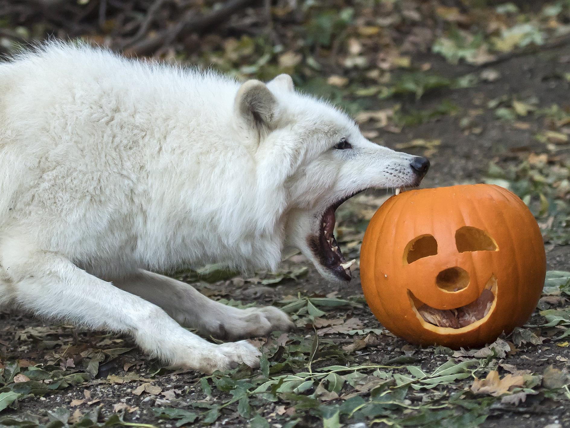 Die Wölfe in Schönbrunn interessiert mehr der fleischige Inhalt der Halloween-Kürbisse