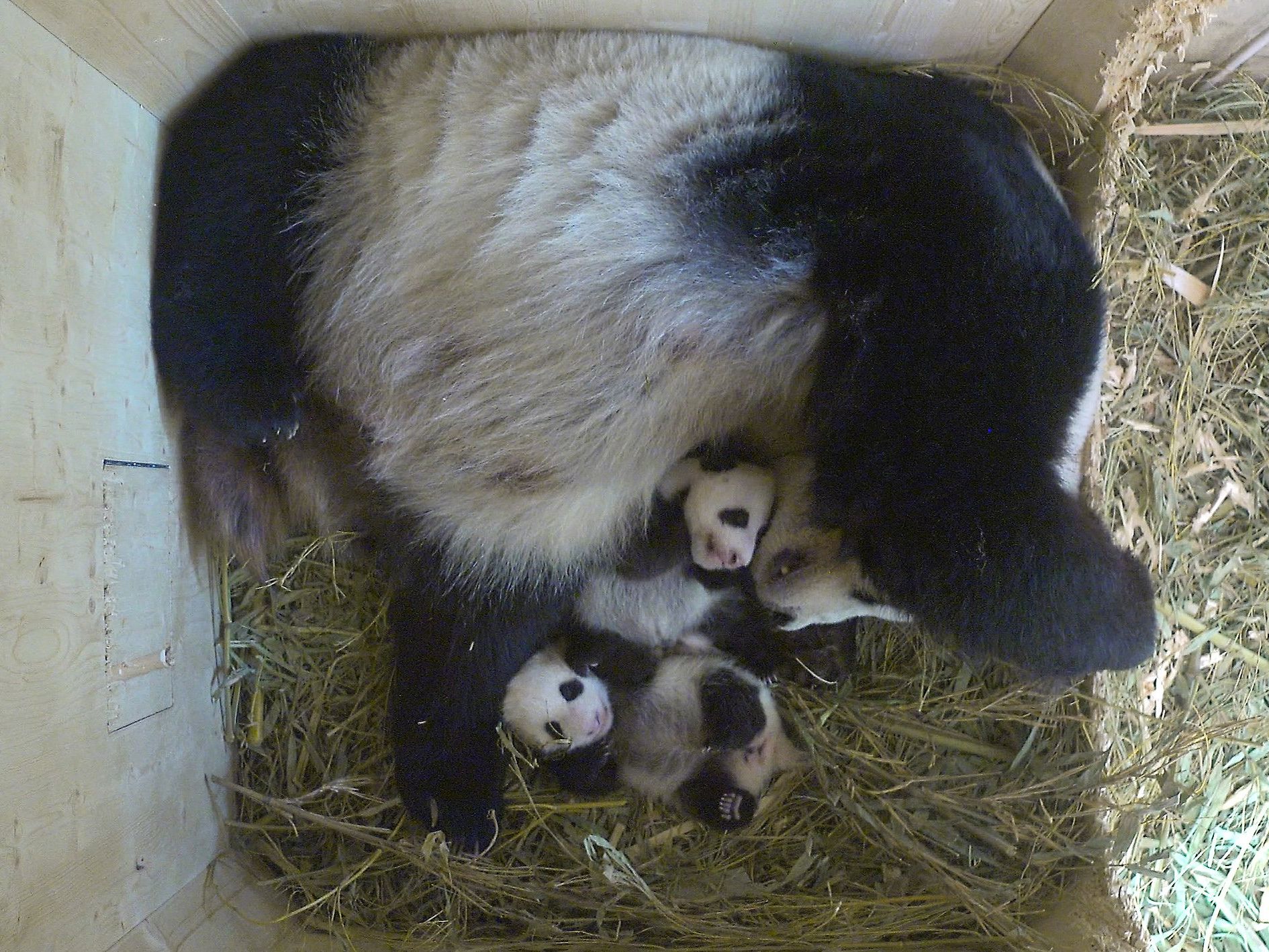 In der Panda-Wurfbox in Schönbrunn In der Panda-Wurfbox in Schönbrunn