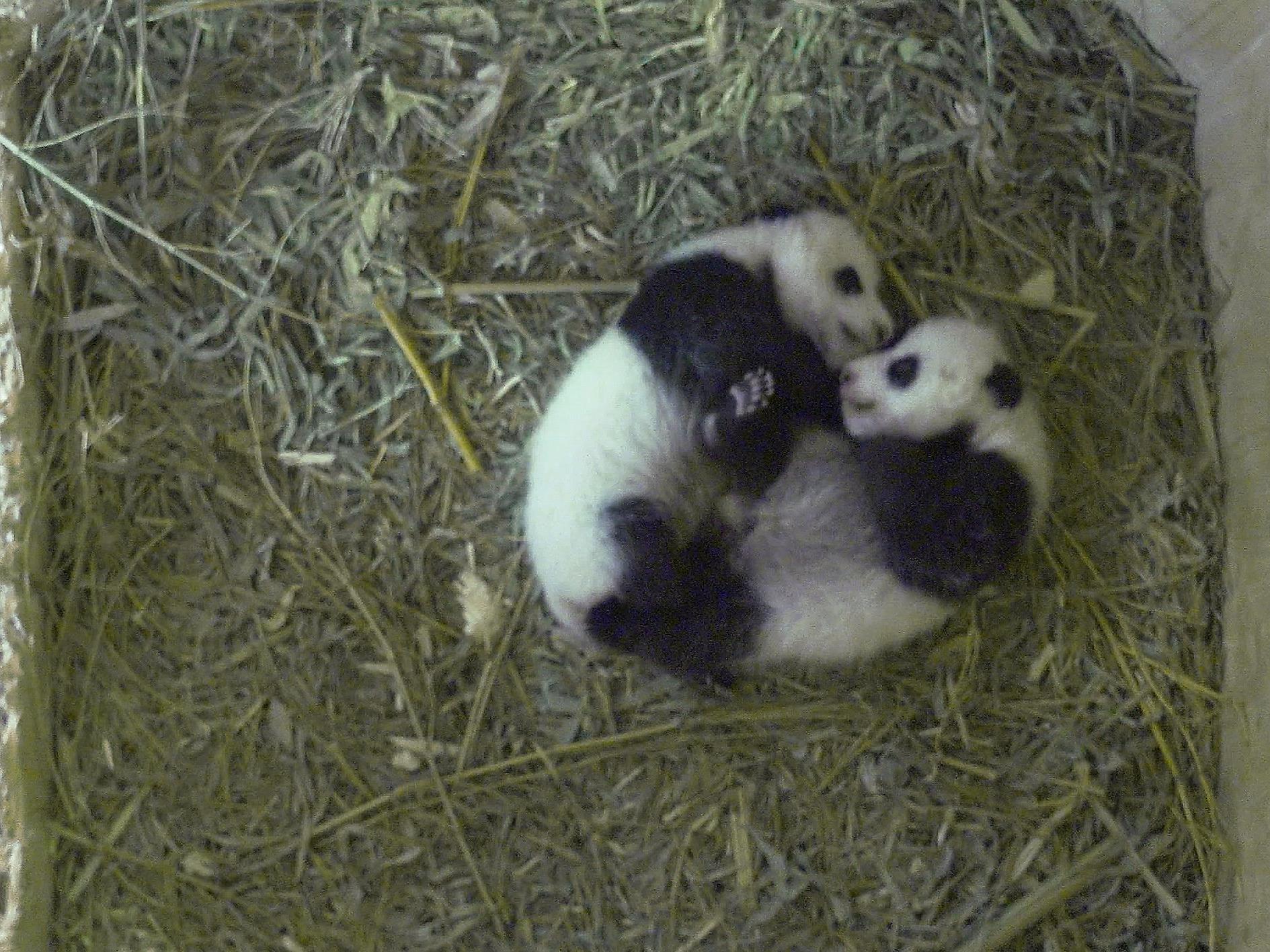 In Kürze werden die Panda-Babys ihren Namen erhalten
