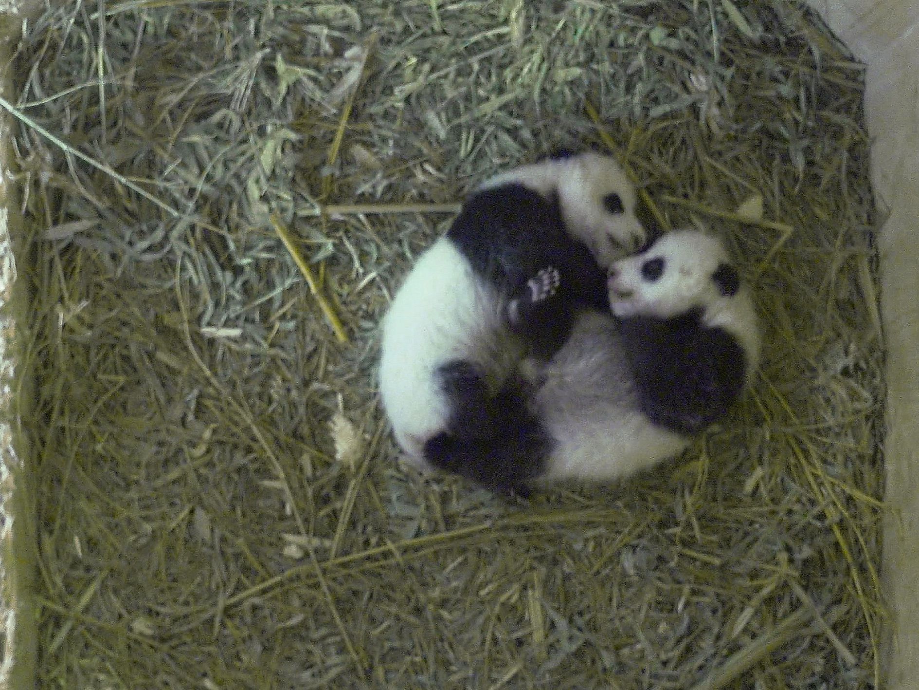 In Kürze werden die Panda-Babys ihren Namen erhalten In Kürze werden die Panda-Babys ihren Namen erhalten