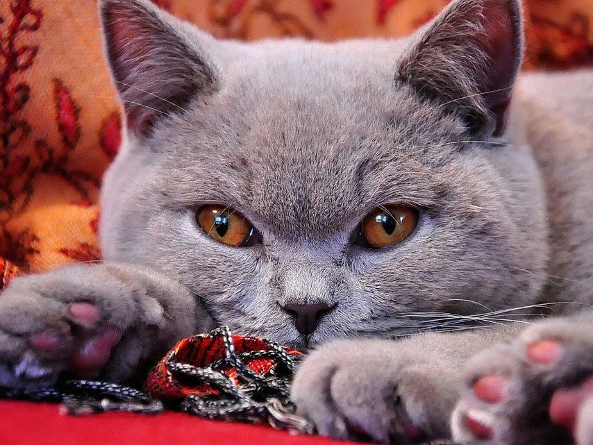 Dem British Kurzhaar-Kater Balu gefiel der Neuzugang gar nicht Dem British Kurzhaar-Kater Balu gefiel der Neuzugang gar nicht