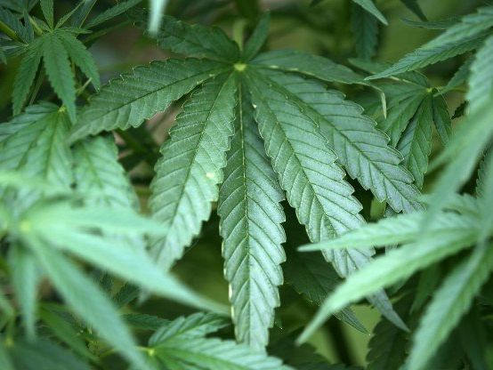 Der 55-Jährige hatte mehrere Marihuana-Pflanzen auf seiner Favoritner Dachterrasse. Der 55-Jährige hatte mehrere Marihuana-Pflanzen auf seiner Favoritner Dachterrasse.