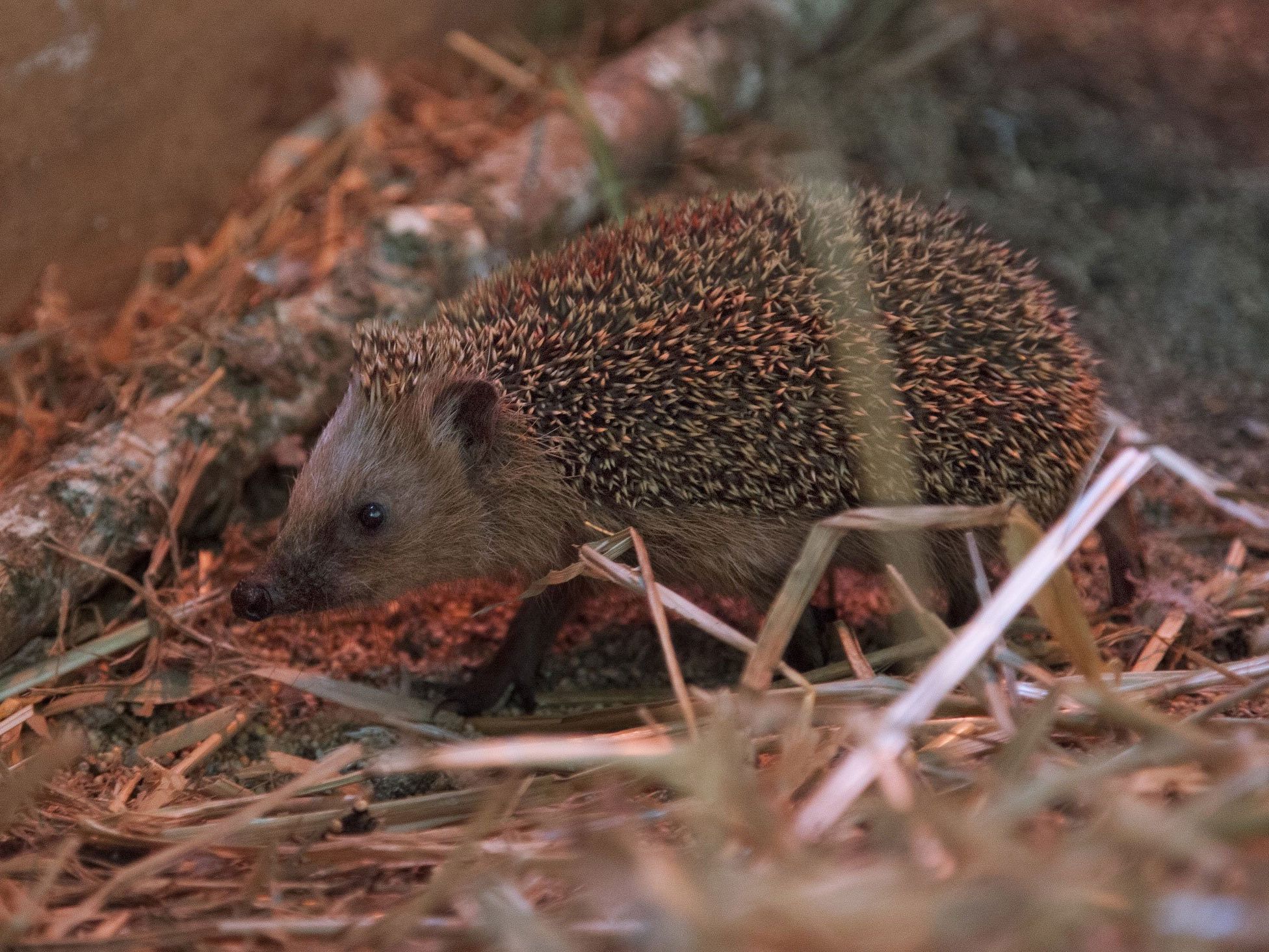 Die Pfotenhilfe bittet um Vorsicht und Rücksicht auf Igel Die Pfotenhilfe bittet um Vorsicht und Rücksicht auf Igel