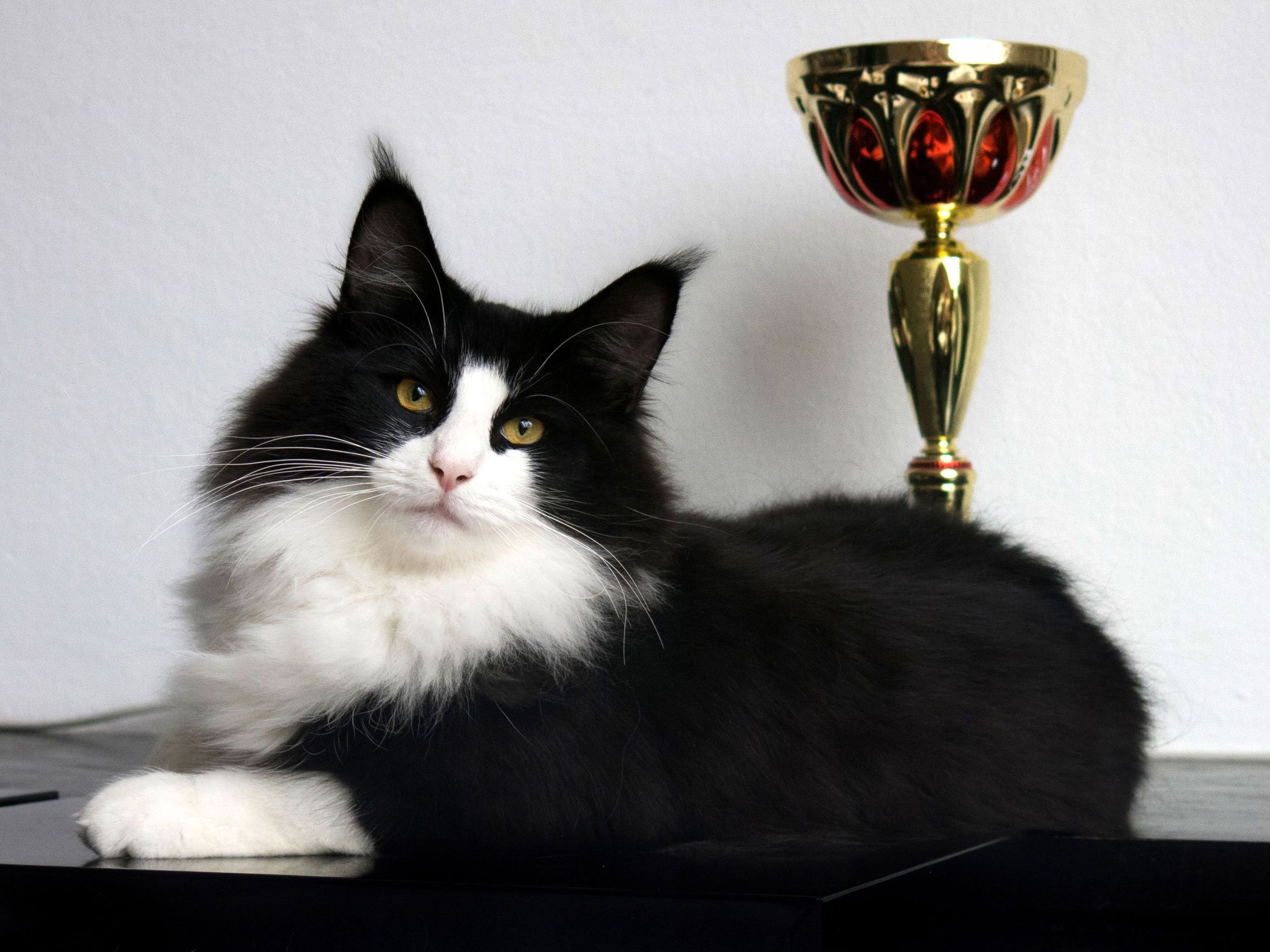 Die Katzen-Weltsieger des Jahres 2016 werden diesmal in Wien gewählt Die Katzen-Weltsieger des Jahres 2016 werden diesmal in Wien gewählt