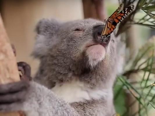 Der Schmetterling vertraut dem Koalabär vollkommen.