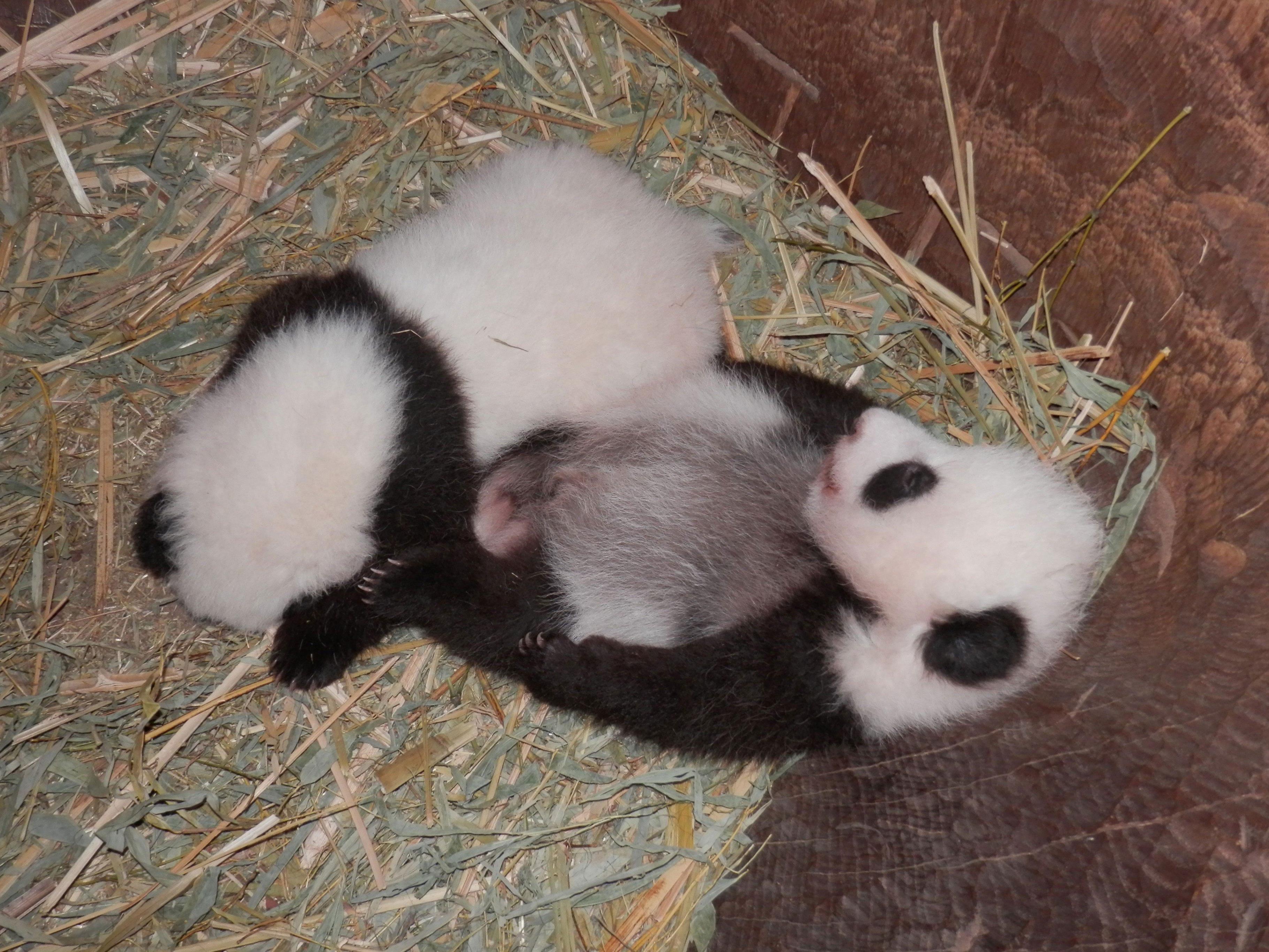 Die Panda-Zwillinge in der Baumhöhle, ihrem neuen Quartier